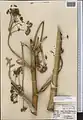 Ferula diversivittata • کمای معطر