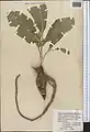 Ferula diversivittata • کمای معطر