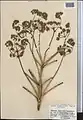 Ferula diversivittata • کمای معطر