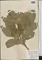 Ferula diversivittata • کمای معطر