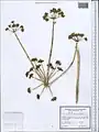 Ferula diversivittata • کمای معطر