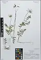 Daucus guttatus • هویج منقوط