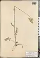 Daucus guttatus • هویج منقوط