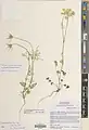 Daucus guttatus • هویج منقوط