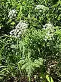 Chaerophyllum aureum • جعفریفرنگی خالدار