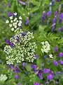 Chaerophyllum aureum • جعفریفرنگی خالدار