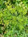 Chaerophyllum aureum • جعفریفرنگی خالدار