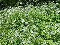 Chaerophyllum aureum • جعفریفرنگی خالدار