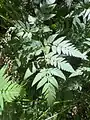 Chaerophyllum aureum • جعفریفرنگی خالدار