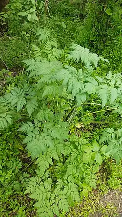Chaerophyllum aureum • جعفریفرنگی خالدار