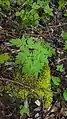 Chaerophyllum aureum • جعفریفرنگی خالدار