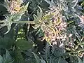 Chaerophyllum aureum • جعفریفرنگی خالدار