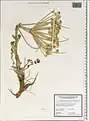 Trigonosciadium brachytaenium • گلپرک