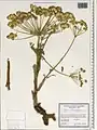 Trigonosciadium brachytaenium • گلپرک