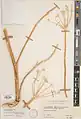 Trigonosciadium brachytaenium • گلپرک