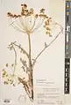 Trigonosciadium brachytaenium • گلپرک