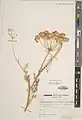 Trigonosciadium brachytaenium • گلپرک
