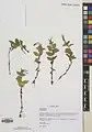 Epilobium algidum • بیدعلفی سرمادوست