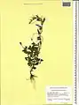 Epilobium algidum • بیدعلفی سرمادوست