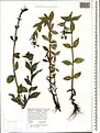 Epilobium algidum • بیدعلفی سرمادوست
