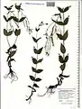 Epilobium algidum • بیدعلفی سرمادوست