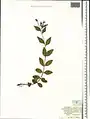 Epilobium algidum • بیدعلفی سرمادوست