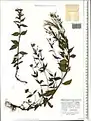 Epilobium algidum • بیدعلفی سرمادوست