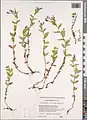 Epilobium algidum • بیدعلفی سرمادوست