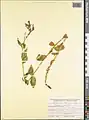Epilobium algidum • بیدعلفی سرمادوست