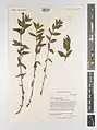 Epilobium algidum • بیدعلفی سرمادوست