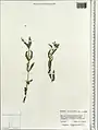 Epilobium minutiflorum • بیدعلفی فروتن