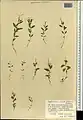 Epilobium minutiflorum • بیدعلفی فروتن