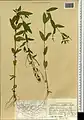 Epilobium minutiflorum • بیدعلفی فروتن