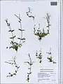 Epilobium minutiflorum • بیدعلفی فروتن