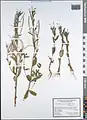 Epilobium minutiflorum • بیدعلفی فروتن
