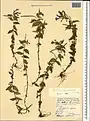 Epilobium gemmascens • بیدعلفی پرگل