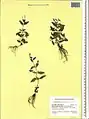 Epilobium gemmascens • بیدعلفی پرگل