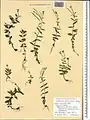 Epilobium gemmascens • بیدعلفی پرگل