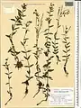 Epilobium gemmascens • بیدعلفی پرگل