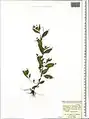 Epilobium gemmascens • بیدعلفی پرگل