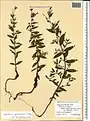 Epilobium gemmascens • بیدعلفی پرگل