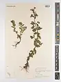 Epilobium gemmascens • بیدعلفی پرگل
