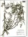 Epilobium colchicum • بیدعلفی هرازی