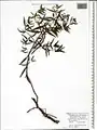 Epilobium colchicum • بیدعلفی هرازی