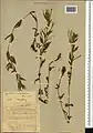 Epilobium confusum • بیدعلفی پیچیده