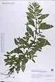 Epilobium warakanse • بیدعلفی ارمنستانی