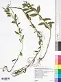 Epilobium warakanse • بیدعلفی ارمنستانی