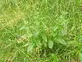 Epilobium warakanse • بیدعلفی ارمنستانی