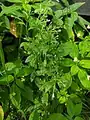 Epilobium warakanse • بیدعلفی ارمنستانی