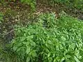 Epilobium warakanse • بیدعلفی ارمنستانی